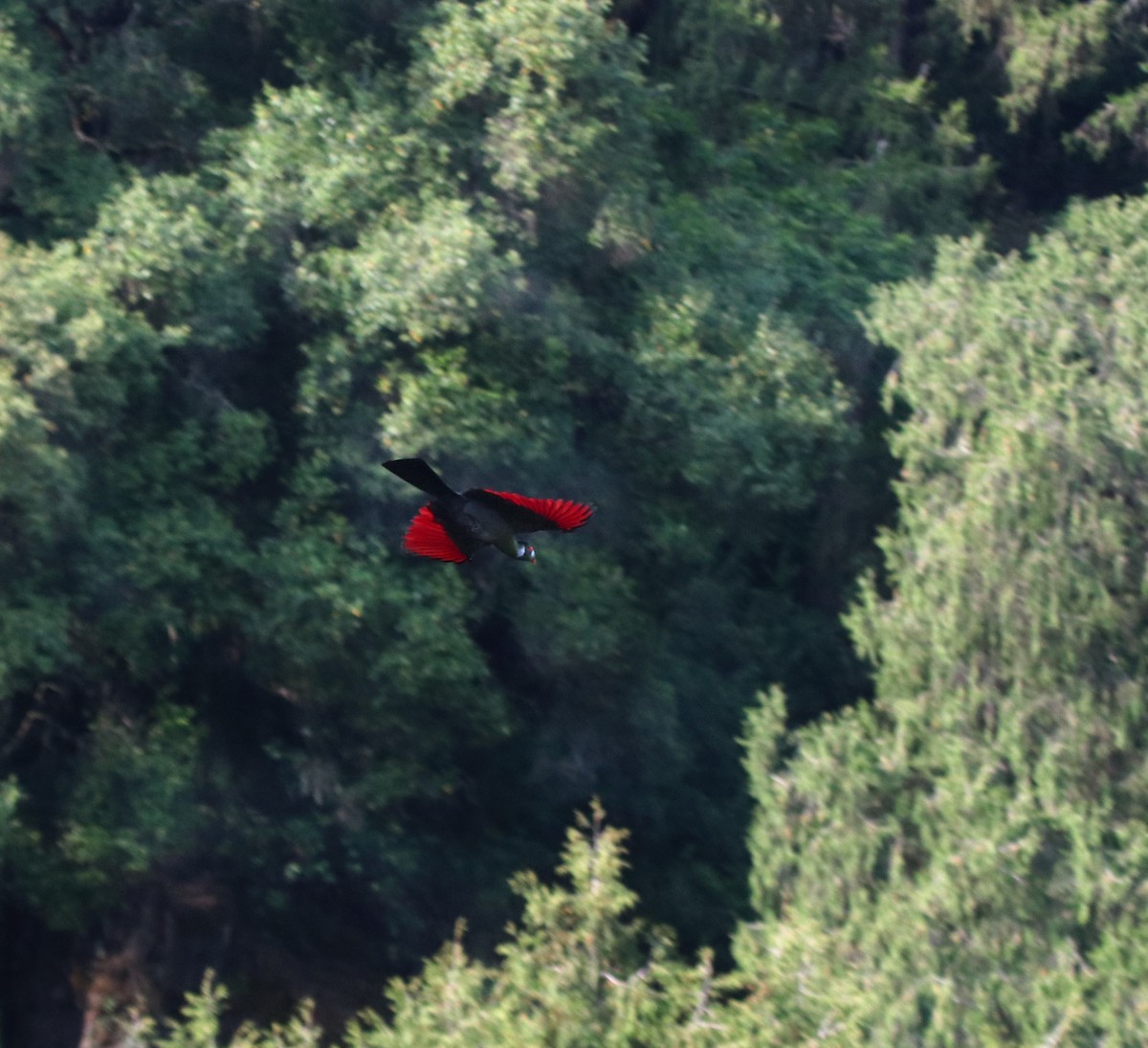 White-cheeked Turaco - ML644074922