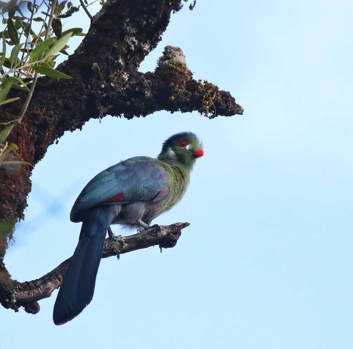 White-cheeked Turaco - ML644074923