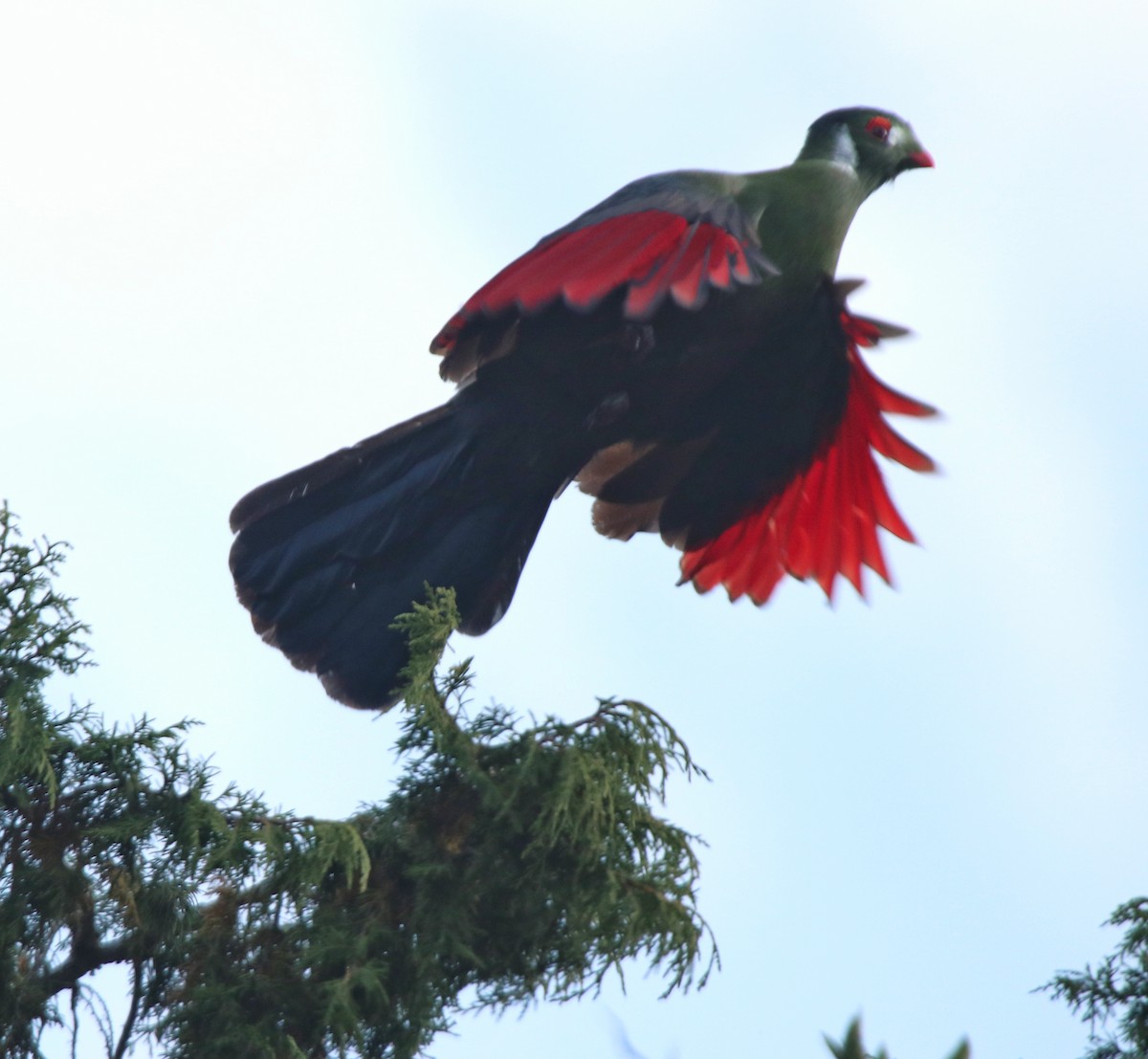 White-cheeked Turaco - ML644074924