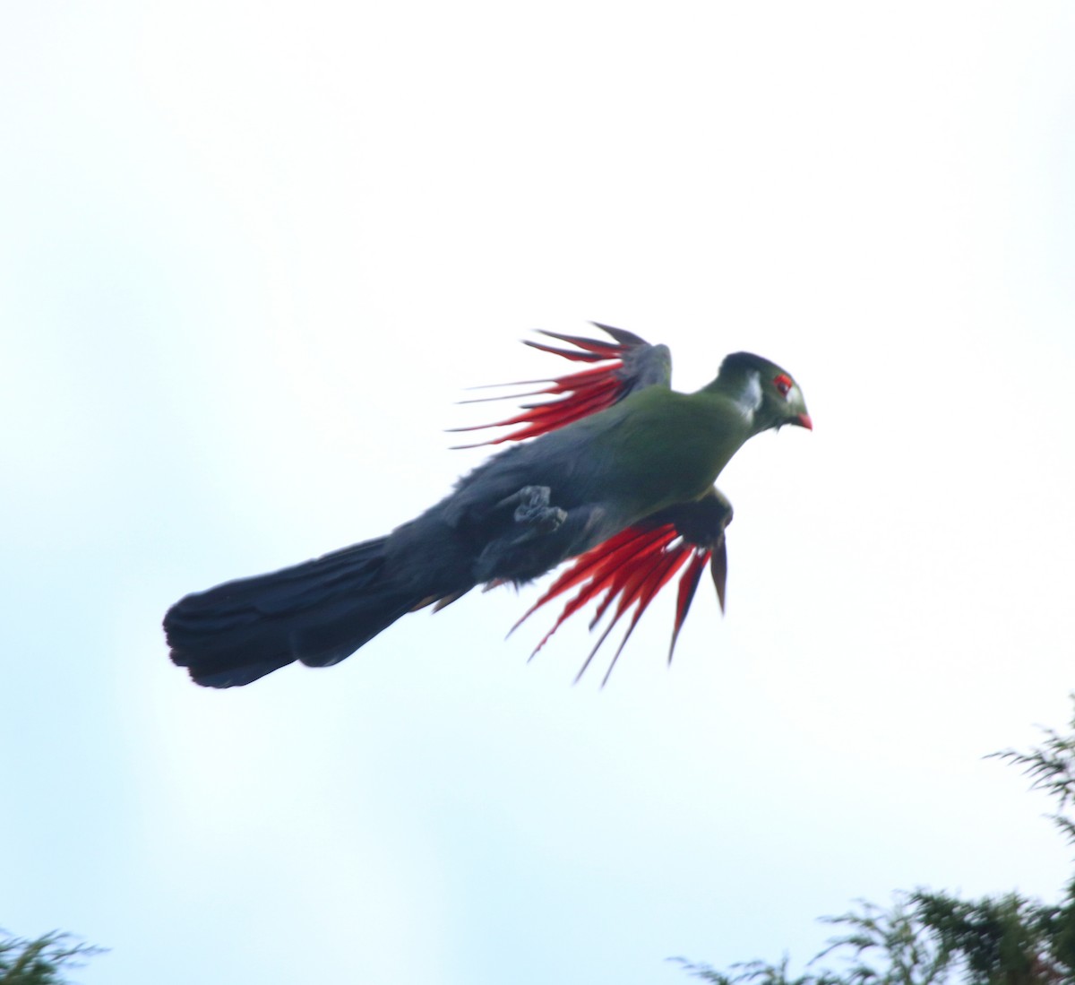 White-cheeked Turaco - ML644074925