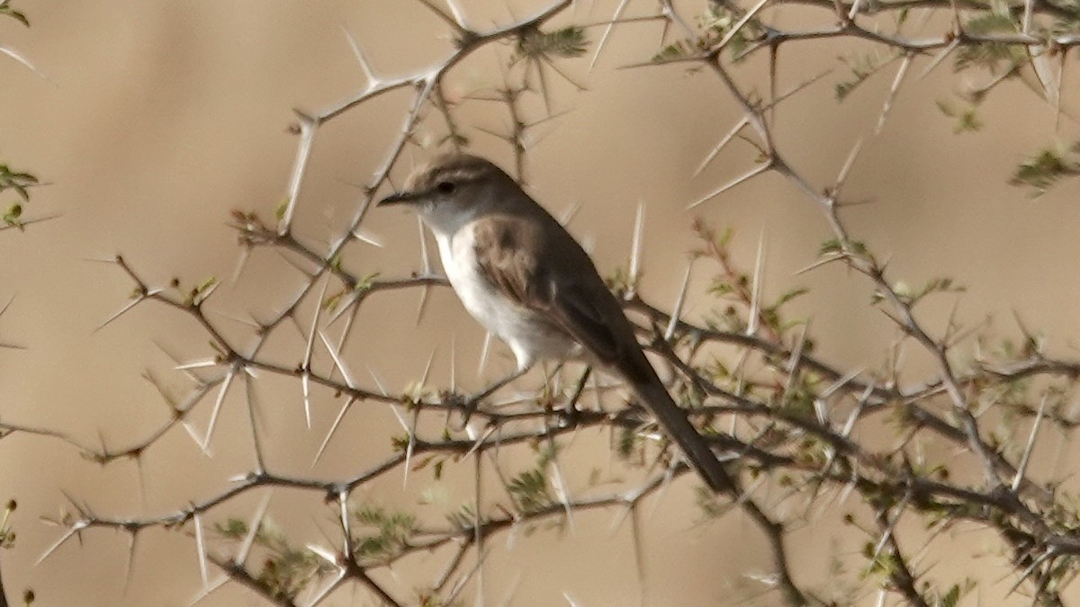 Marico Flycatcher - ML644074927