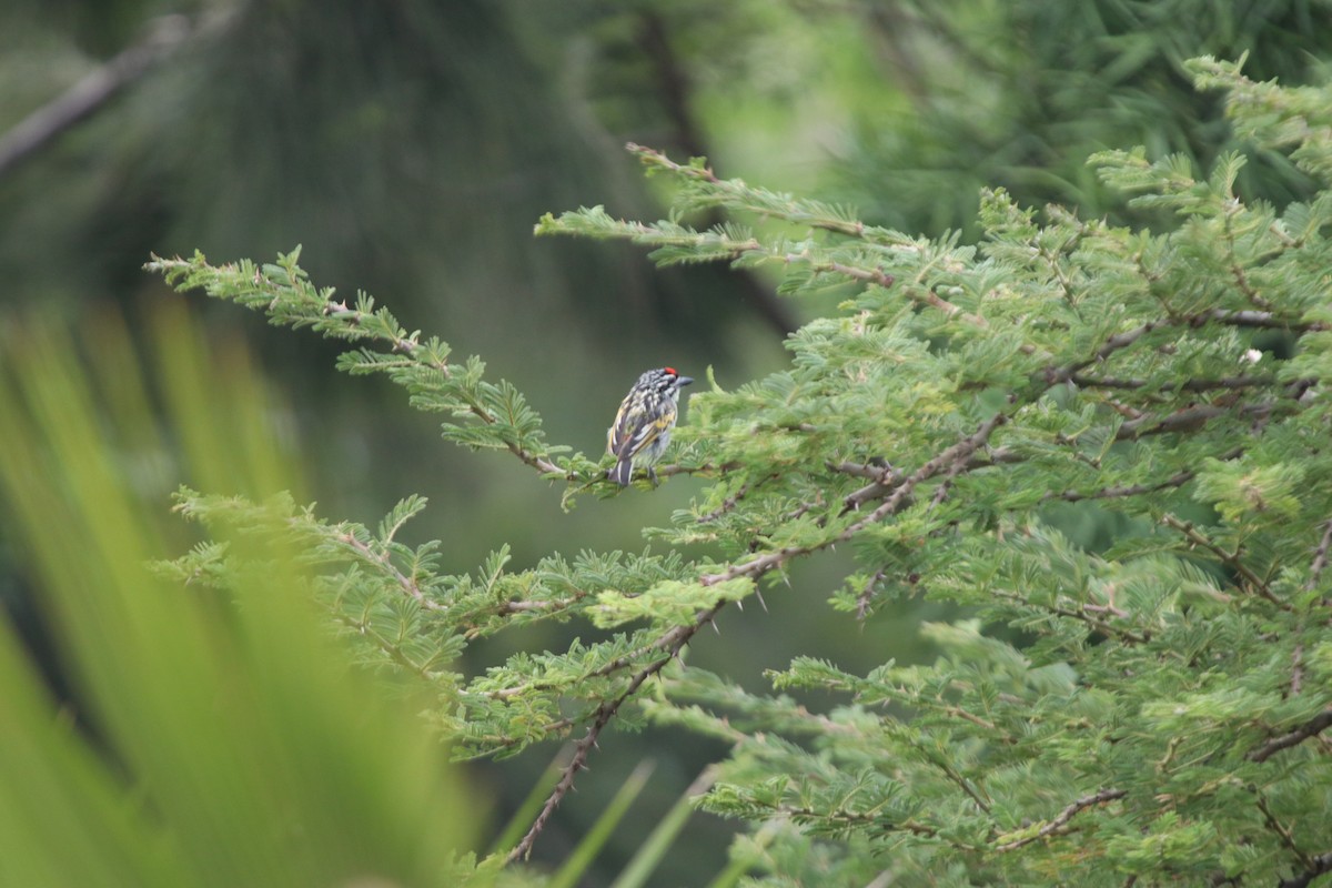 Northern Red-fronted Tinkerbird - ML644074940
