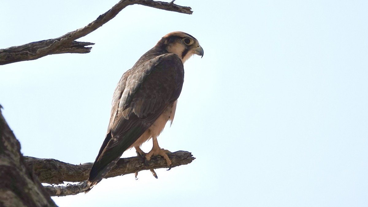 Lanner Falcon - ML644074945