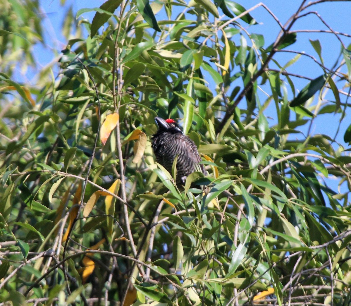 Banded Barbet - ML644074946