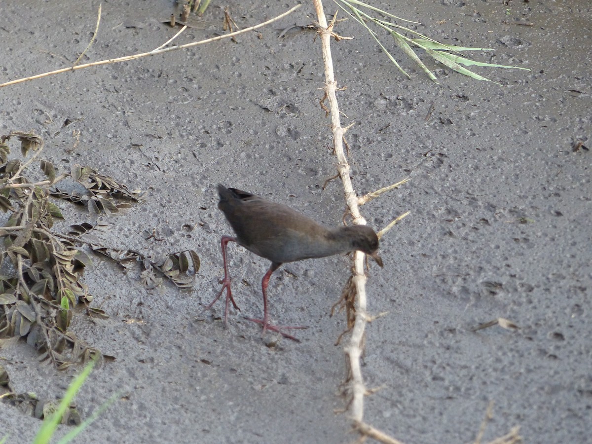 Black Crake - ML644074951