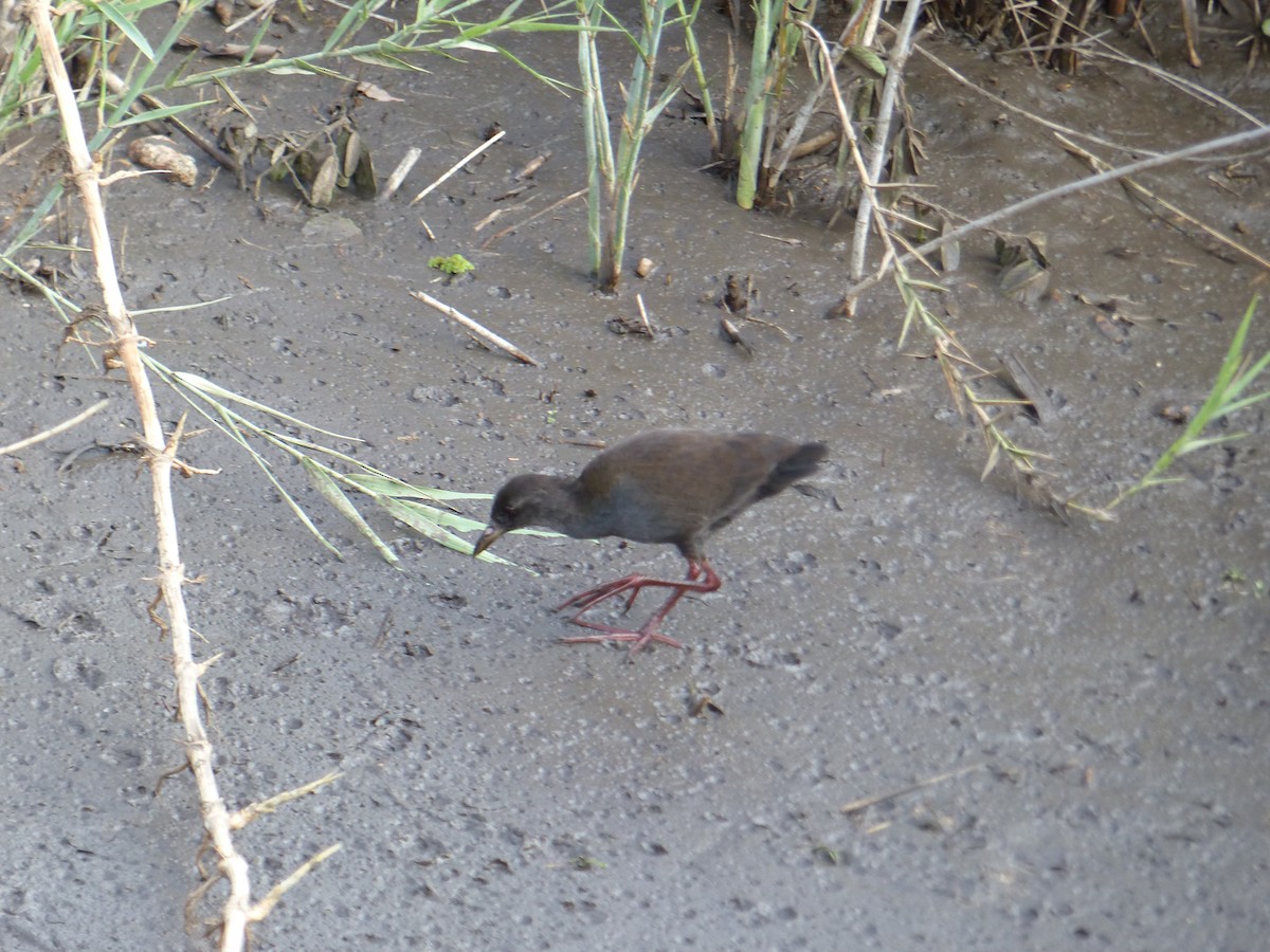 Black Crake - ML644074952
