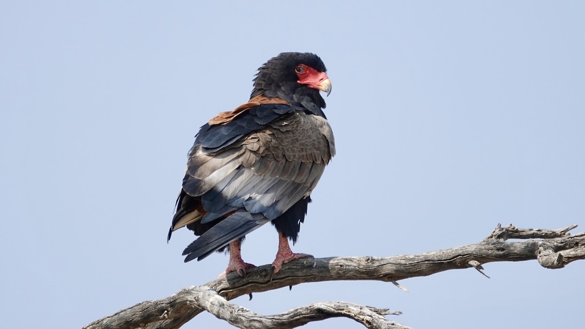 Bateleur - ML644074970