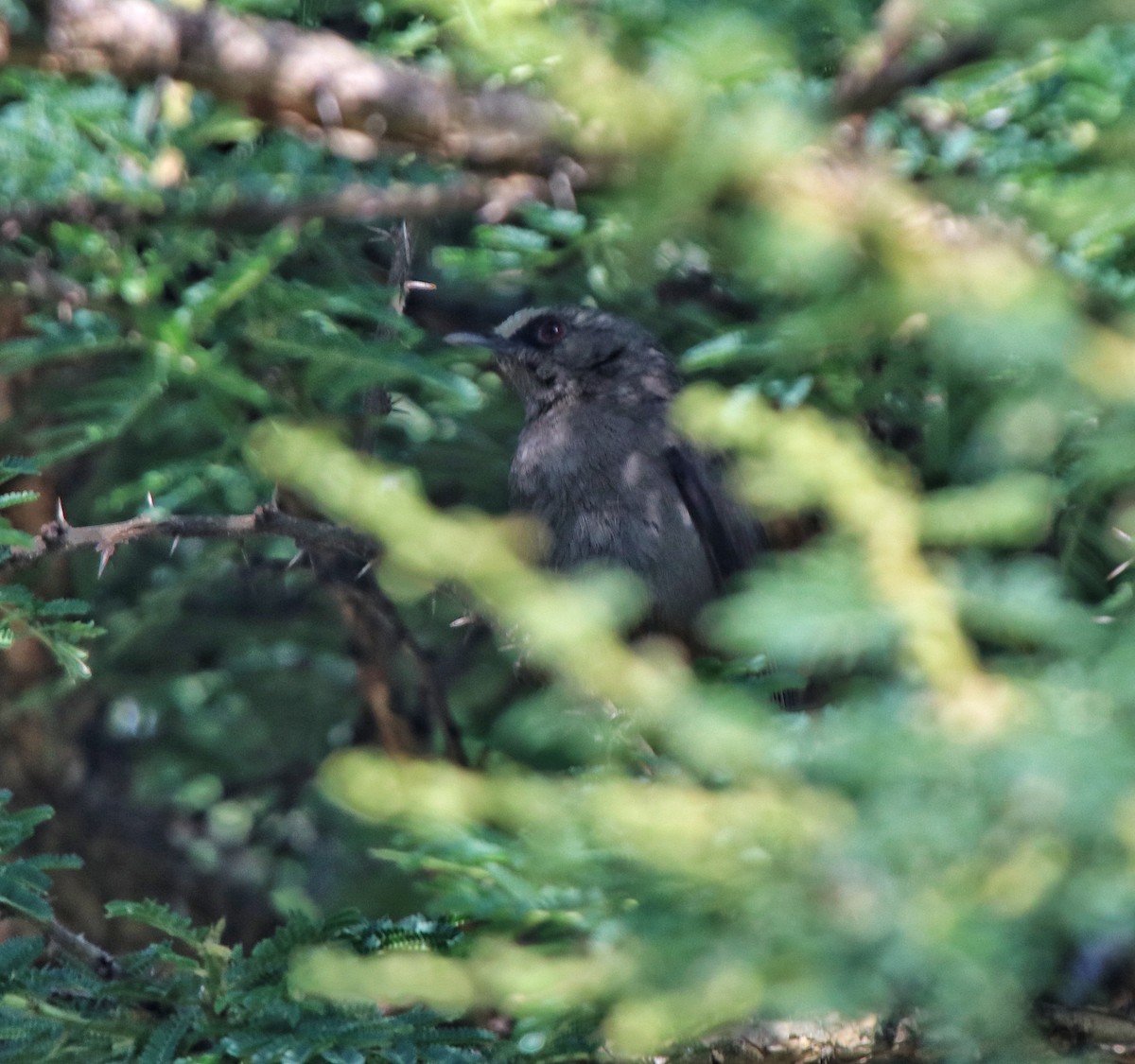 Abyssinian Catbird - ML644074972
