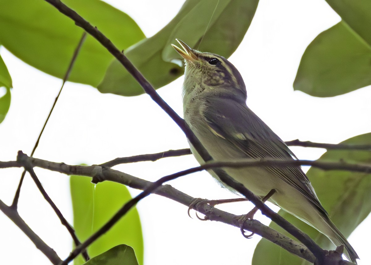 Arctic Warbler - ML644074973