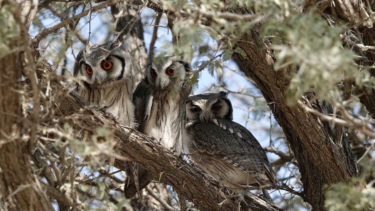 Southern White-faced Owl - ML644074976