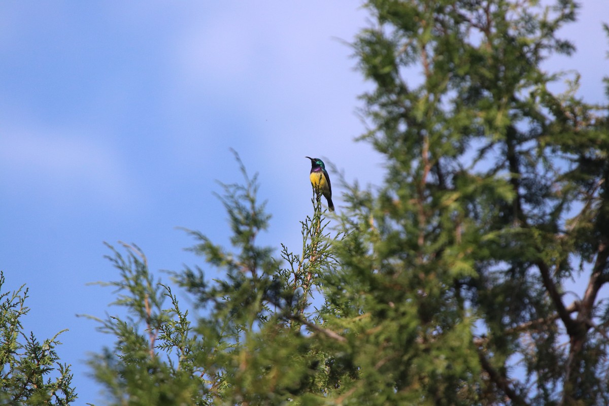 Variable Sunbird - ML644074987