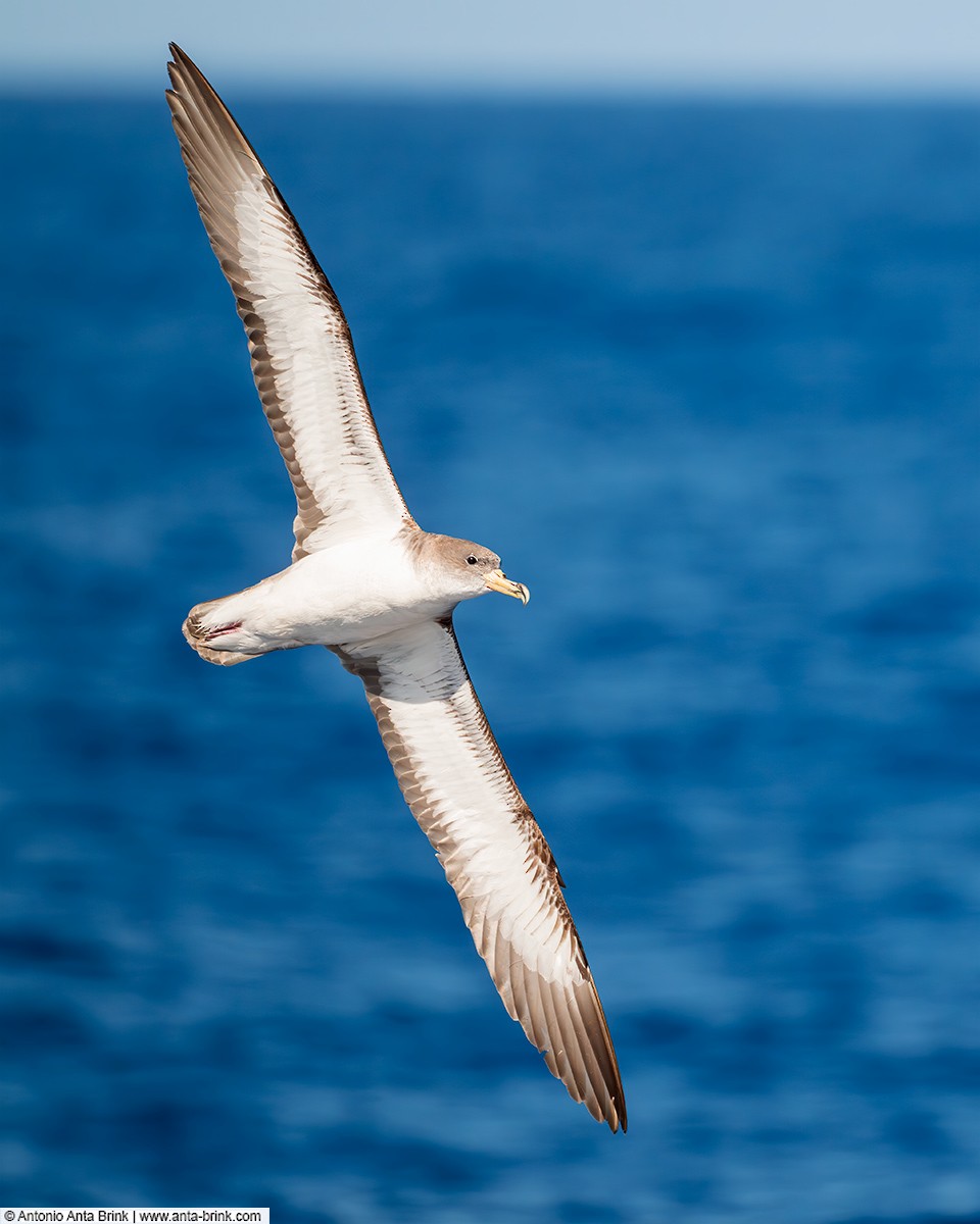 Cory's Shearwater - ML644075021