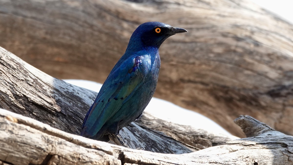 Cape Starling - ML644075031