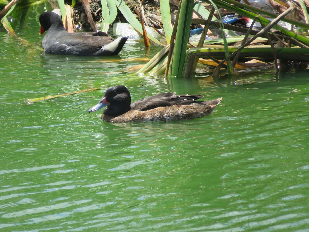 Черноголовая утка - ML644075034