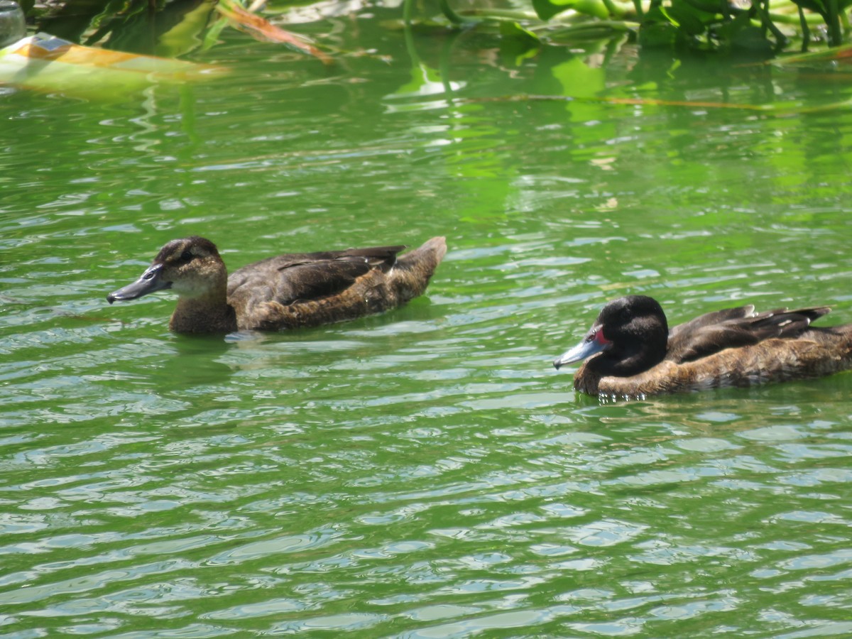 Черноголовая утка - ML644075035