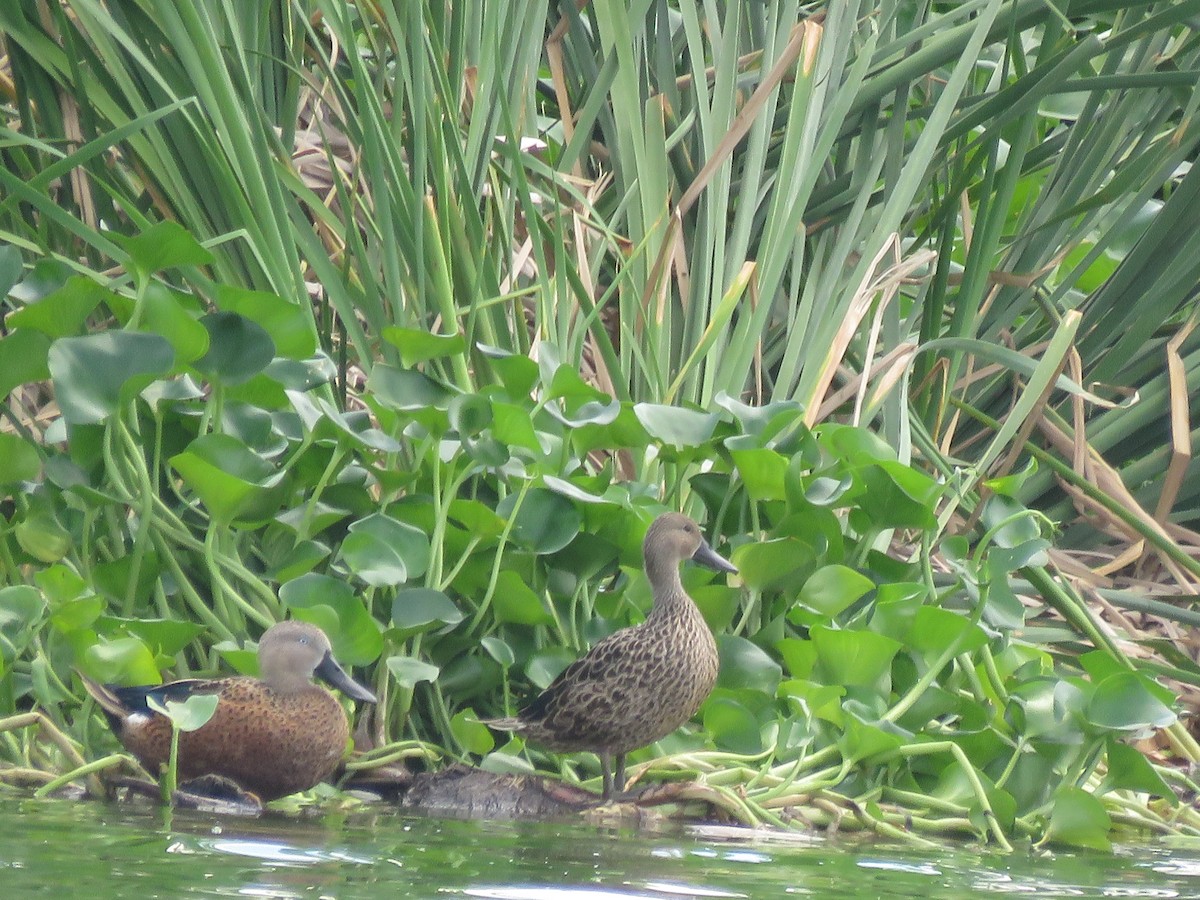 Red Shoveler - ML644075037