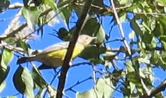 Magnolia Warbler - ML644075043