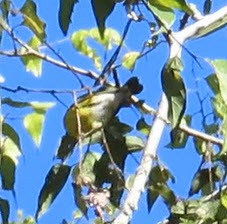 Magnolia Warbler - ML644075044
