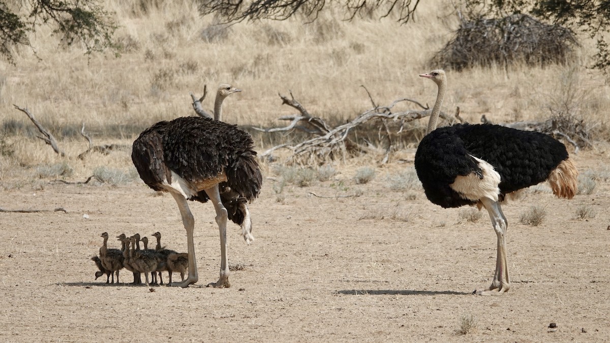 Common Ostrich - ML644075055