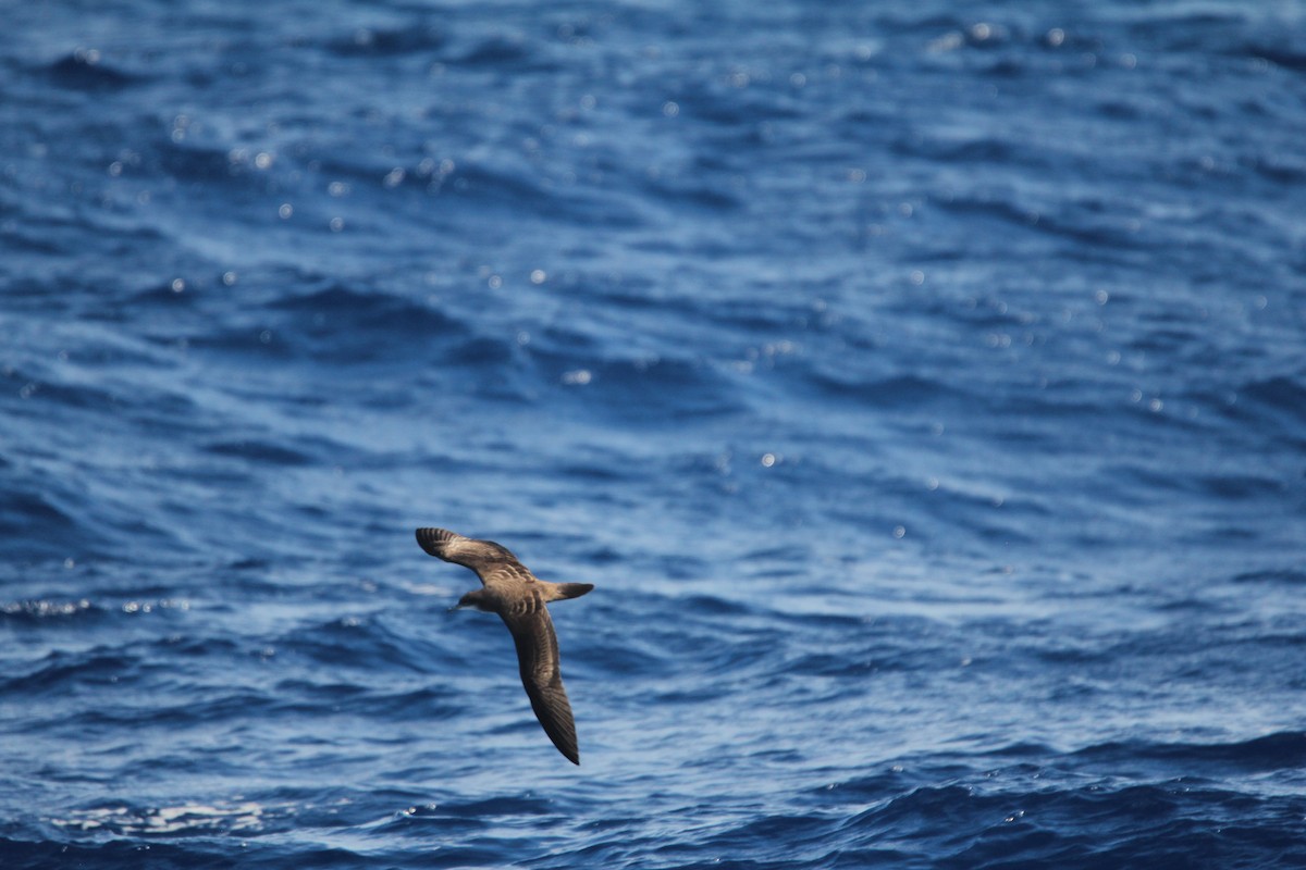 Wedge-tailed Shearwater - ML644075057