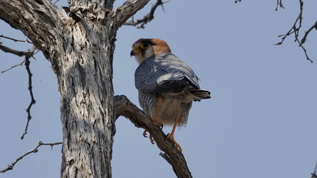 Red-necked Falcon - ML644075061