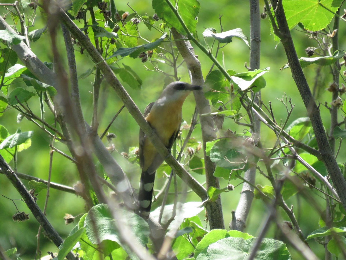 Dark-billed Cuckoo - ML644075065