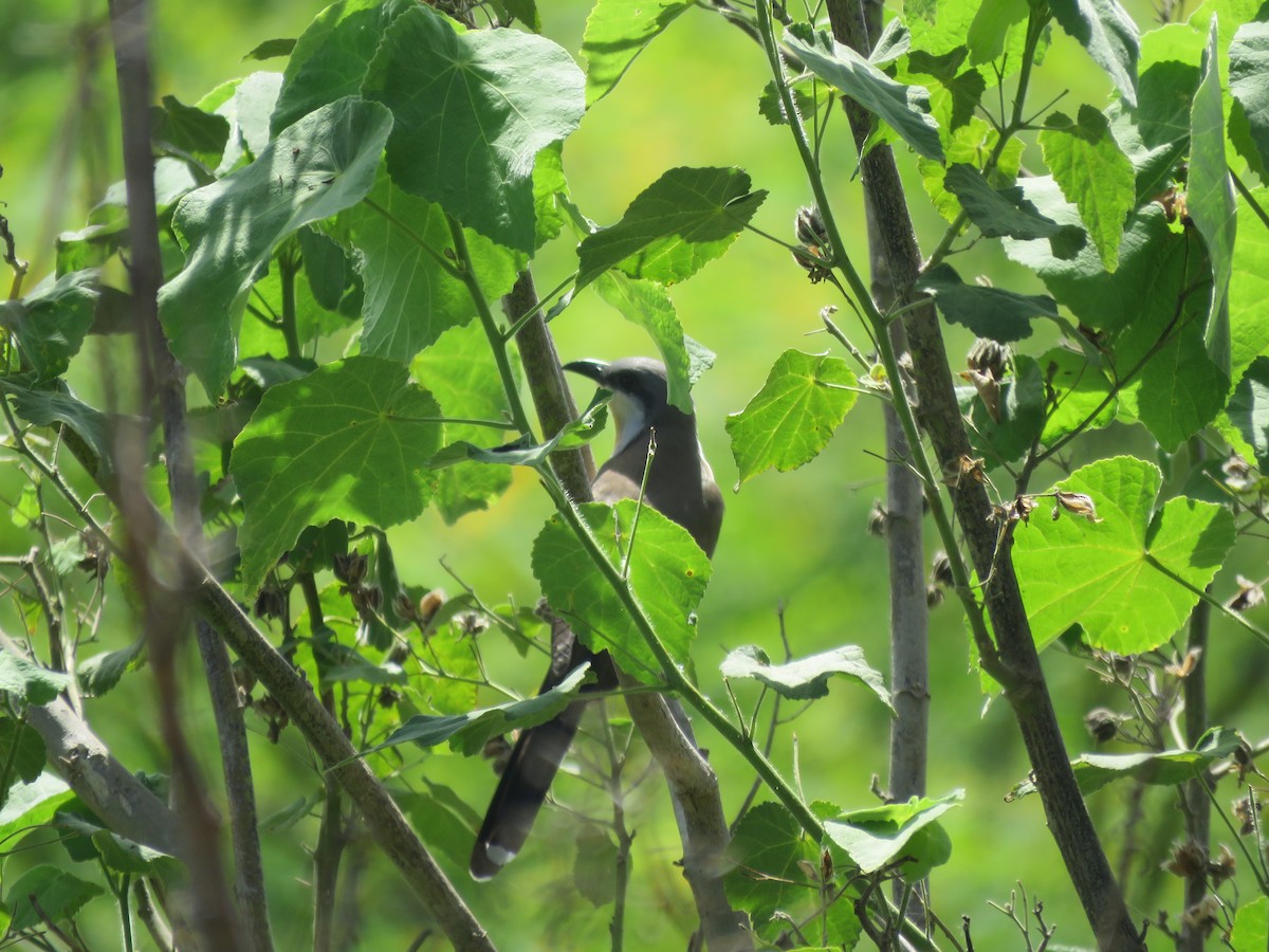 Dark-billed Cuckoo - ML644075066