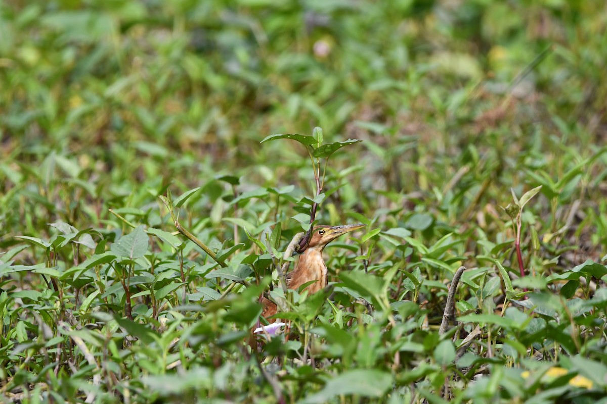 Cinnamon Bittern - ML644075067