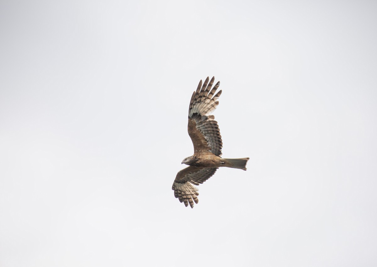 Square-tailed Kite - ML644075072
