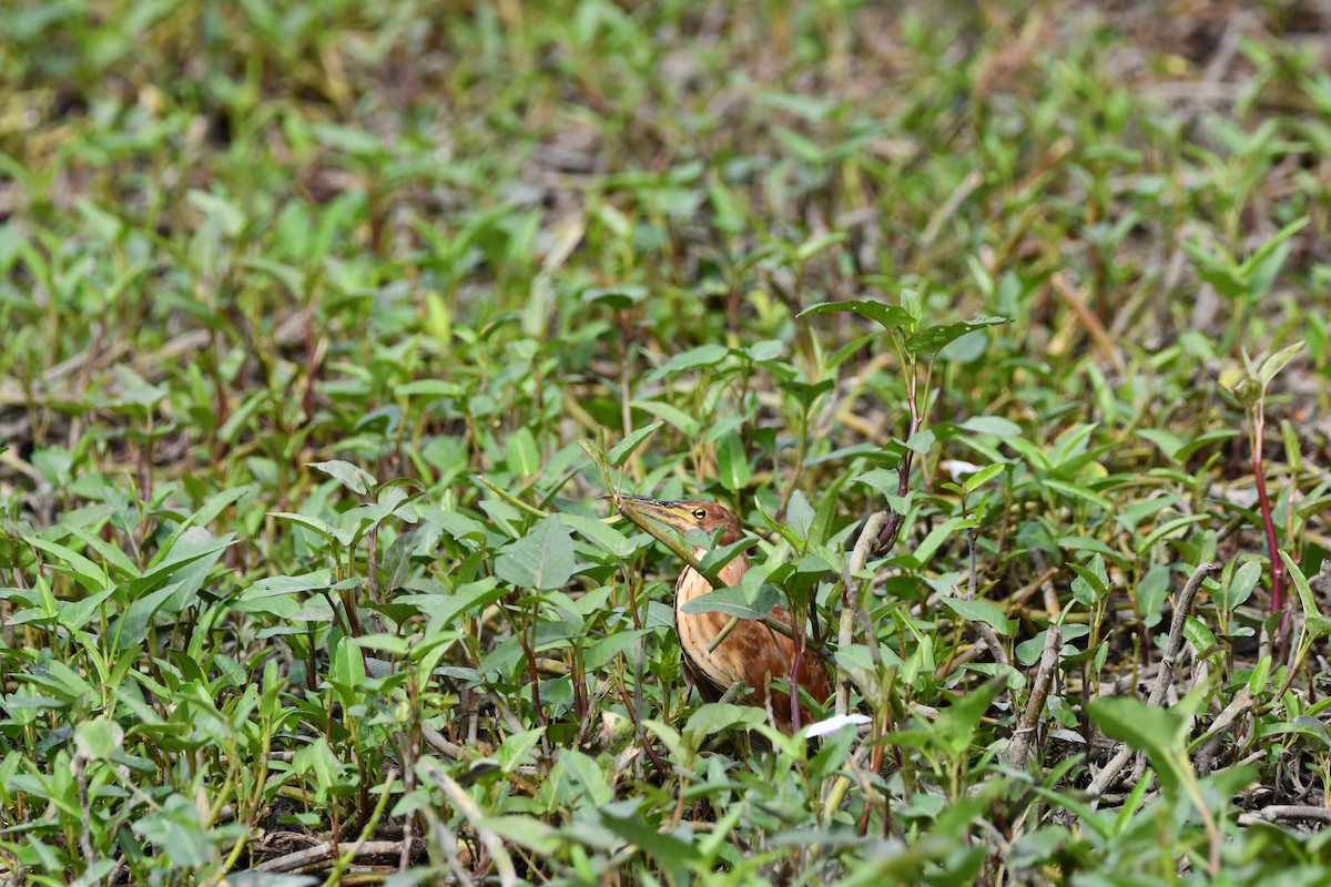Cinnamon Bittern - ML644075074