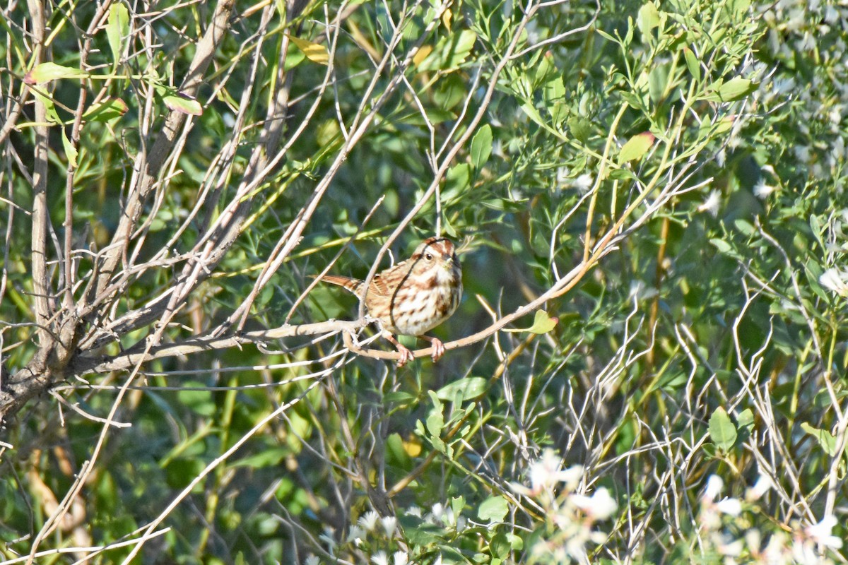 Song Sparrow - ML644075077