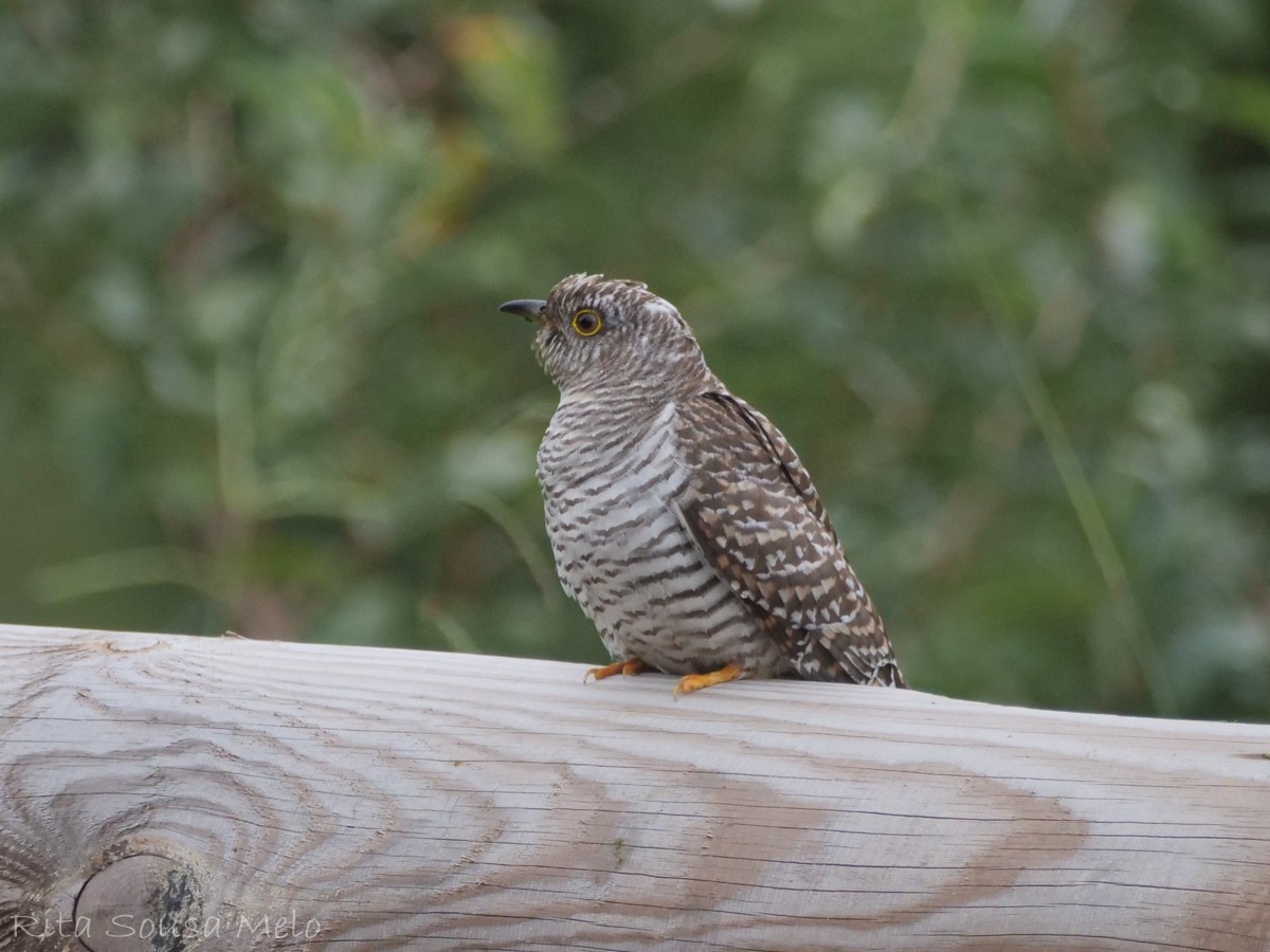 Common Cuckoo - ML644075078