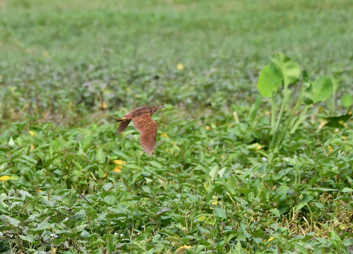 Cinnamon Bittern - ML644075089