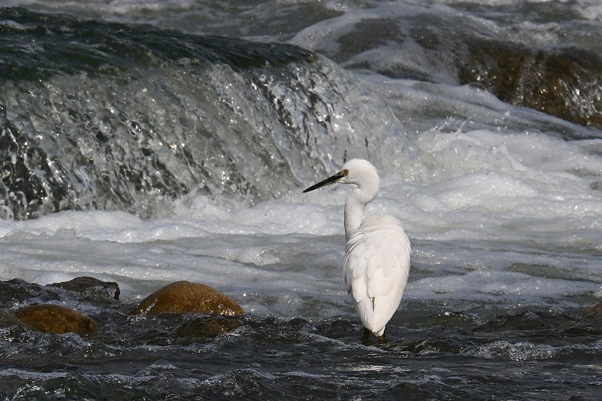Little Egret - ML644075103