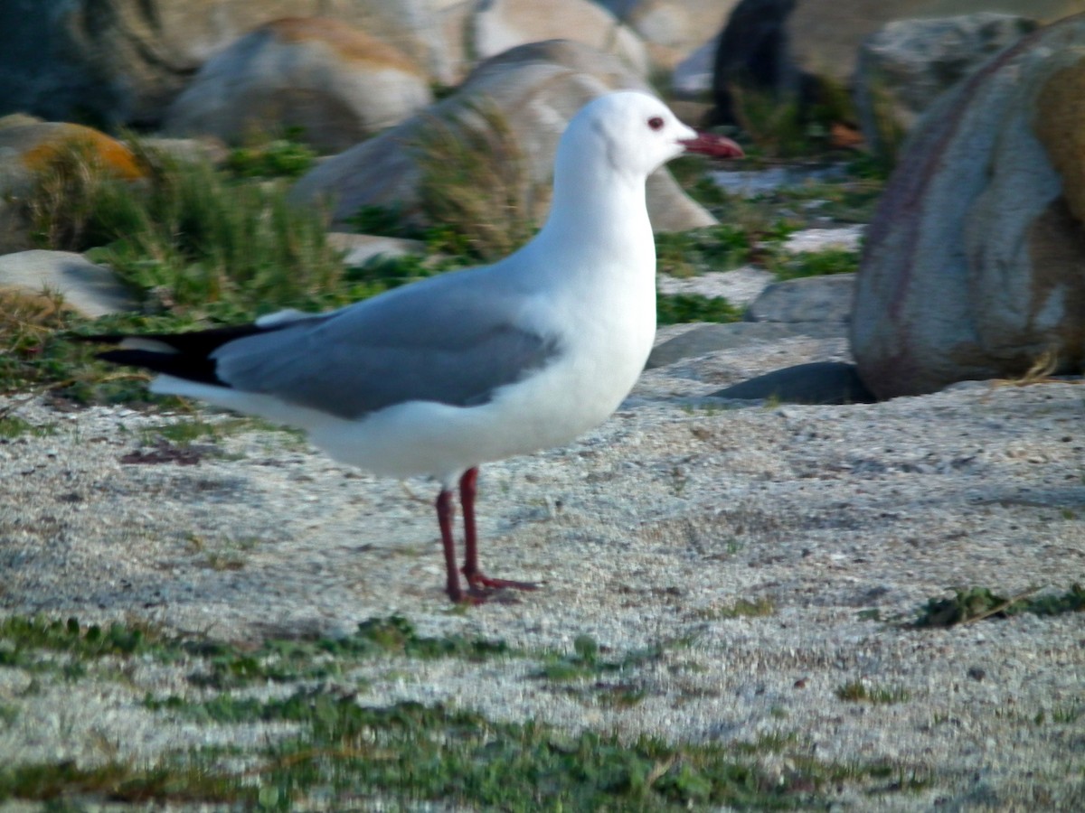 Hartlaub's Gull - ML644075122