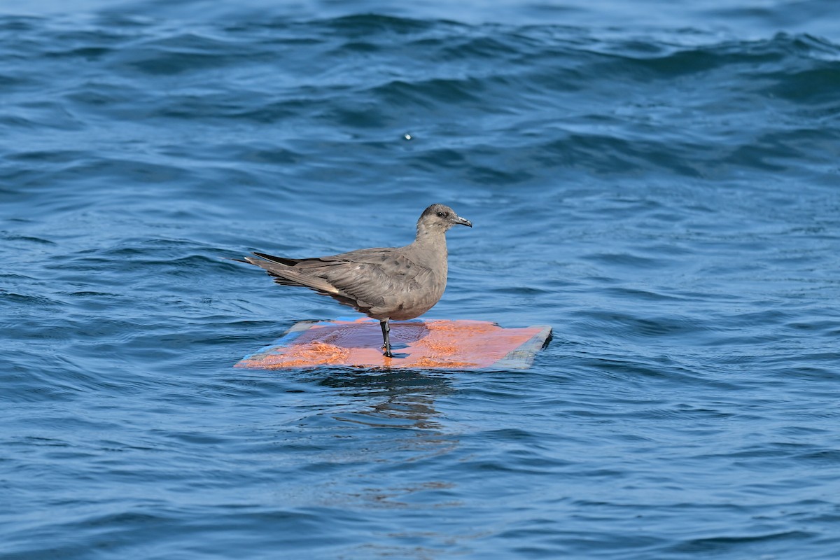 Parasitic Jaeger - ML644075124