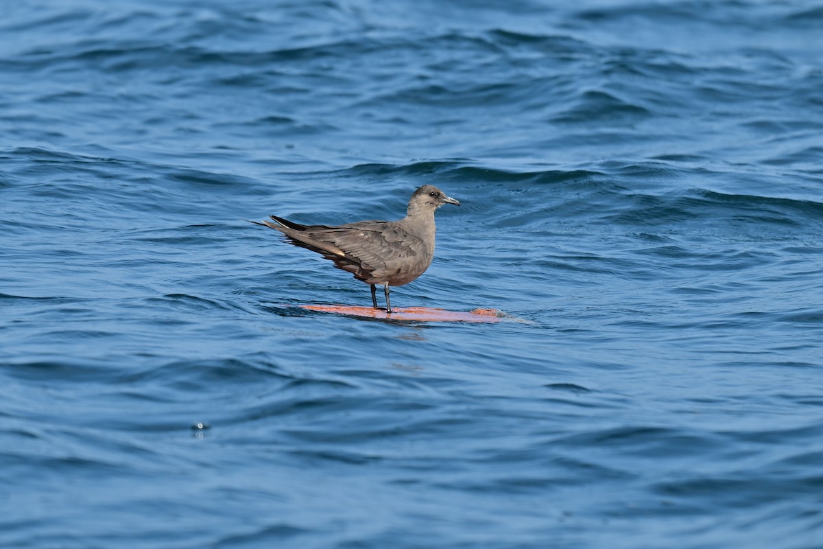Parasitic Jaeger - ML644075125