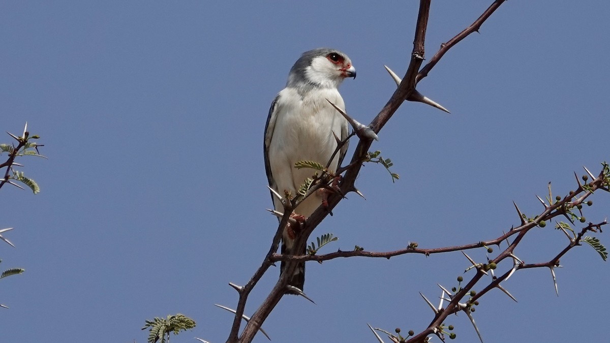 afrikapygméfalk - ML644075153