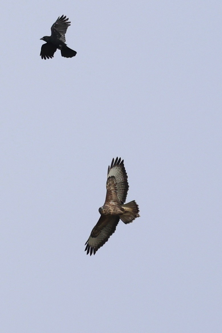 ヨーロッパノスリ - ML644075176