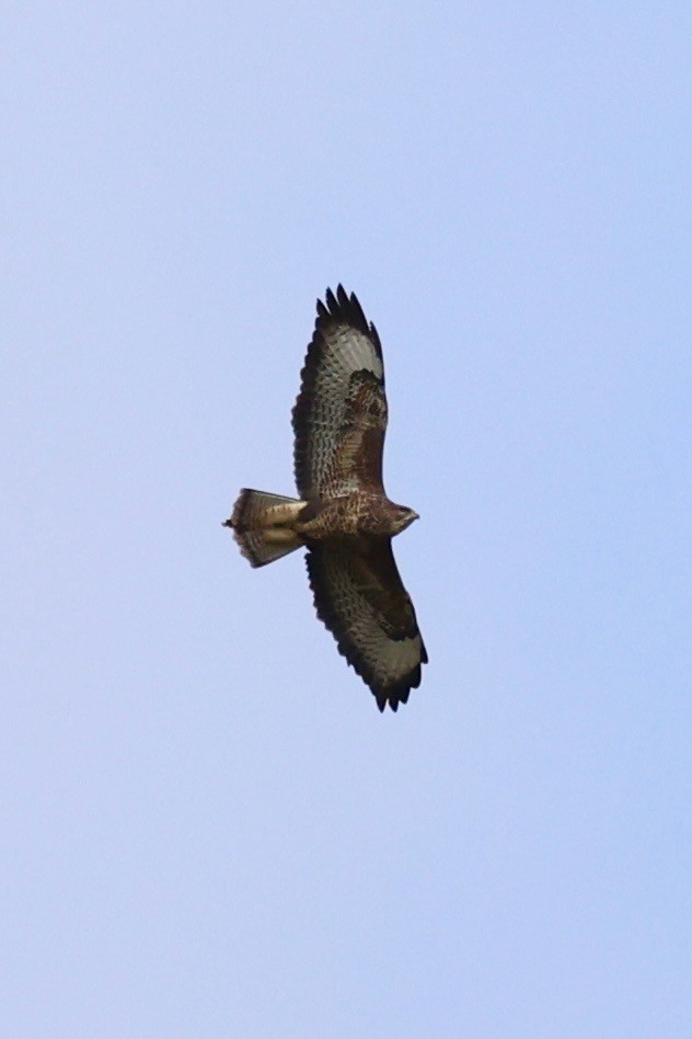 ヨーロッパノスリ - ML644075177