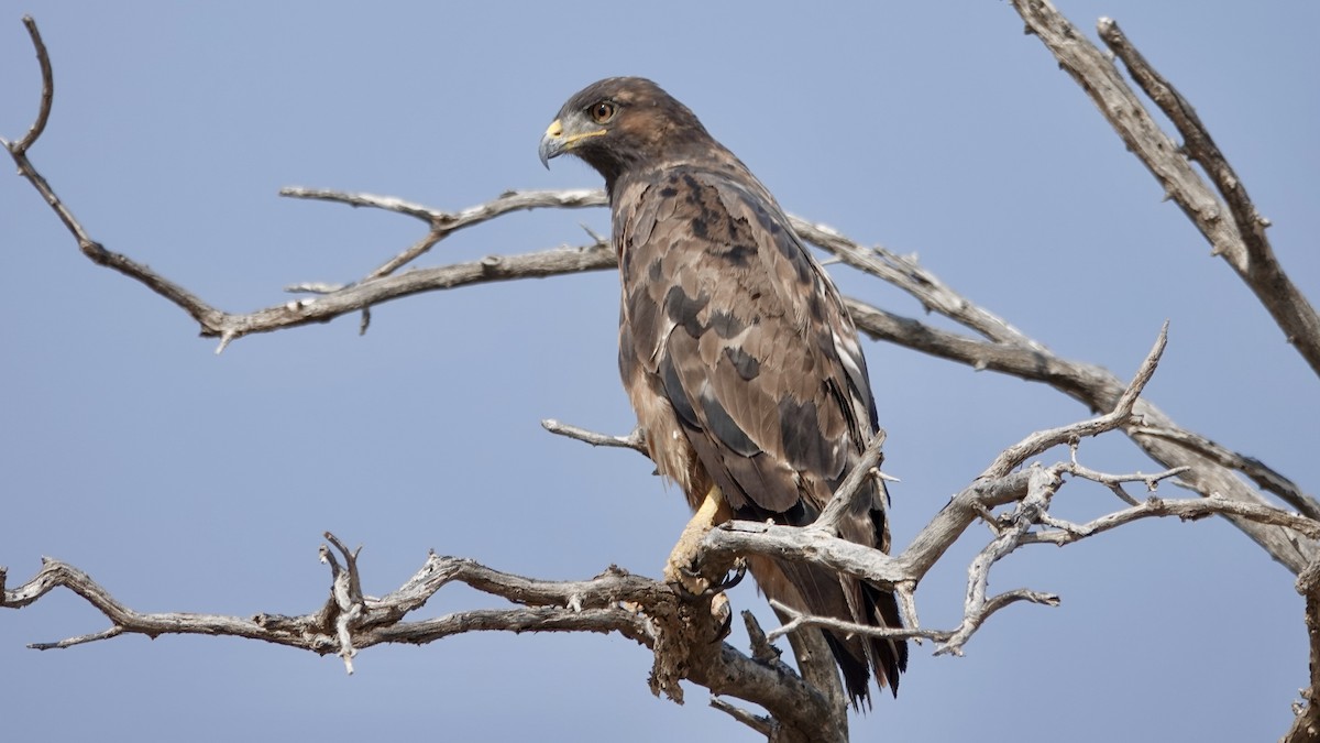 Tawny Eagle - ML644075178