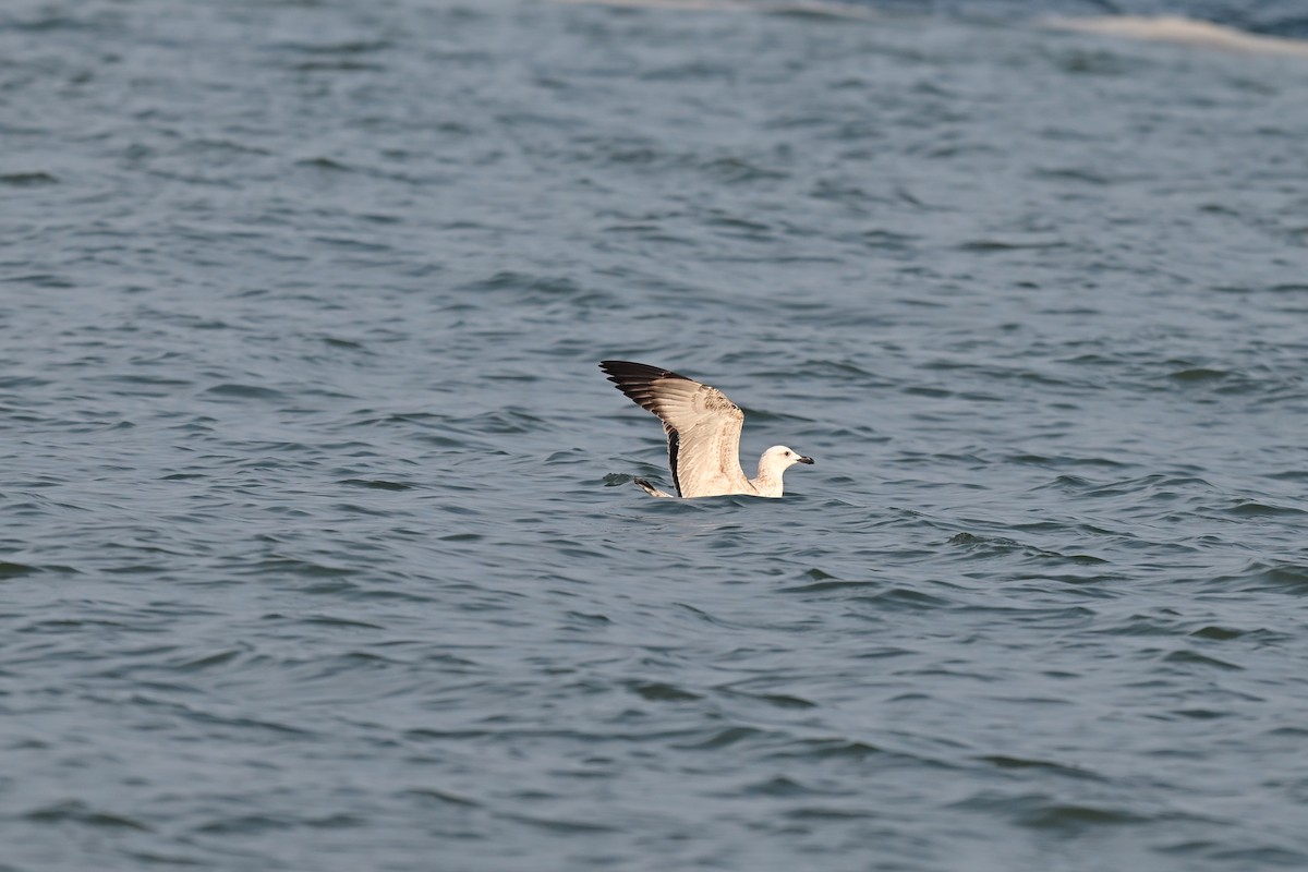 Lesser Black-backed Gull - ML644075182
