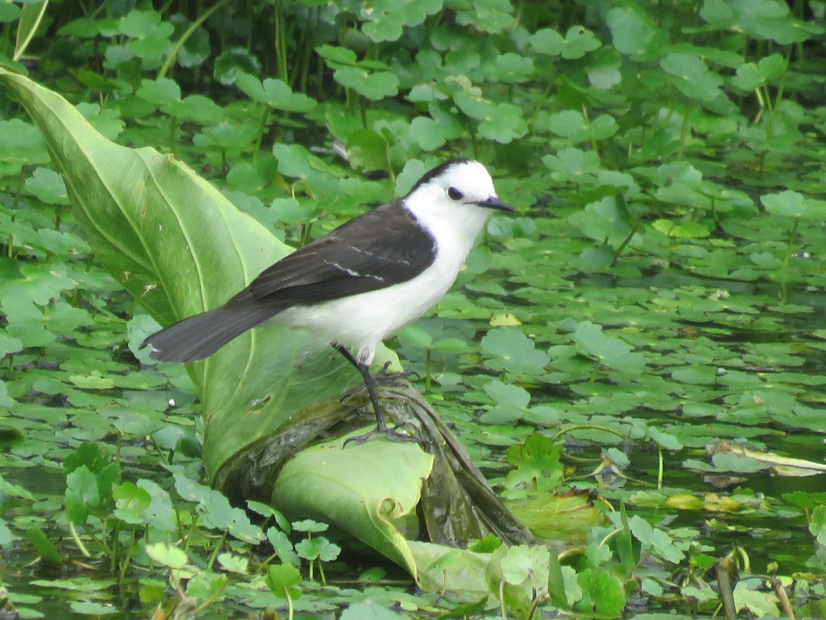Black-backed Water-Tyrant - ML644075185