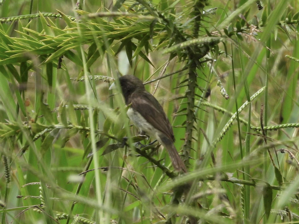 Yellow-bellied Seedeater - ML644075186