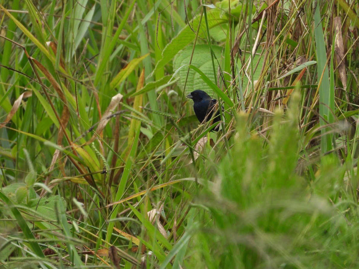 Blue-black Grassquit - ML644075191