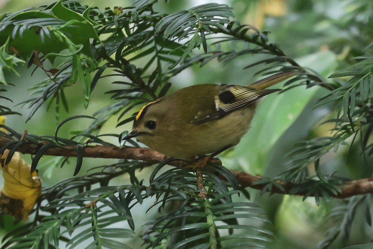 戴菊鳥 - ML644075197