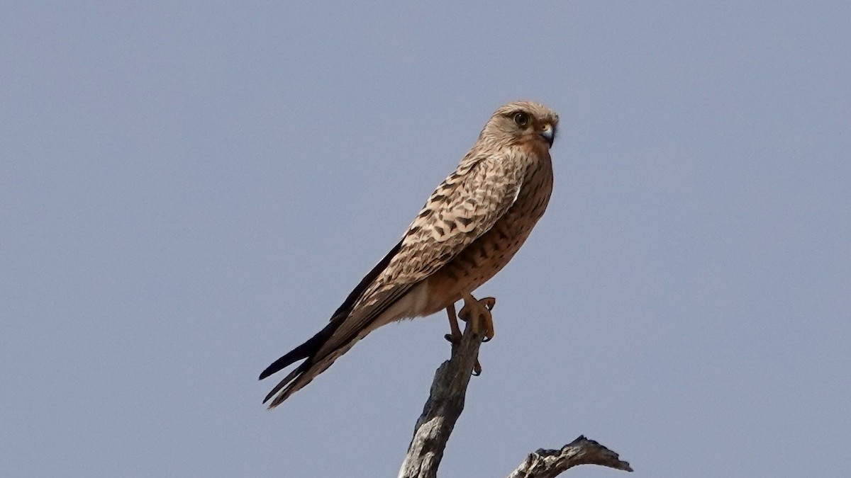 Greater Kestrel - ML644075198