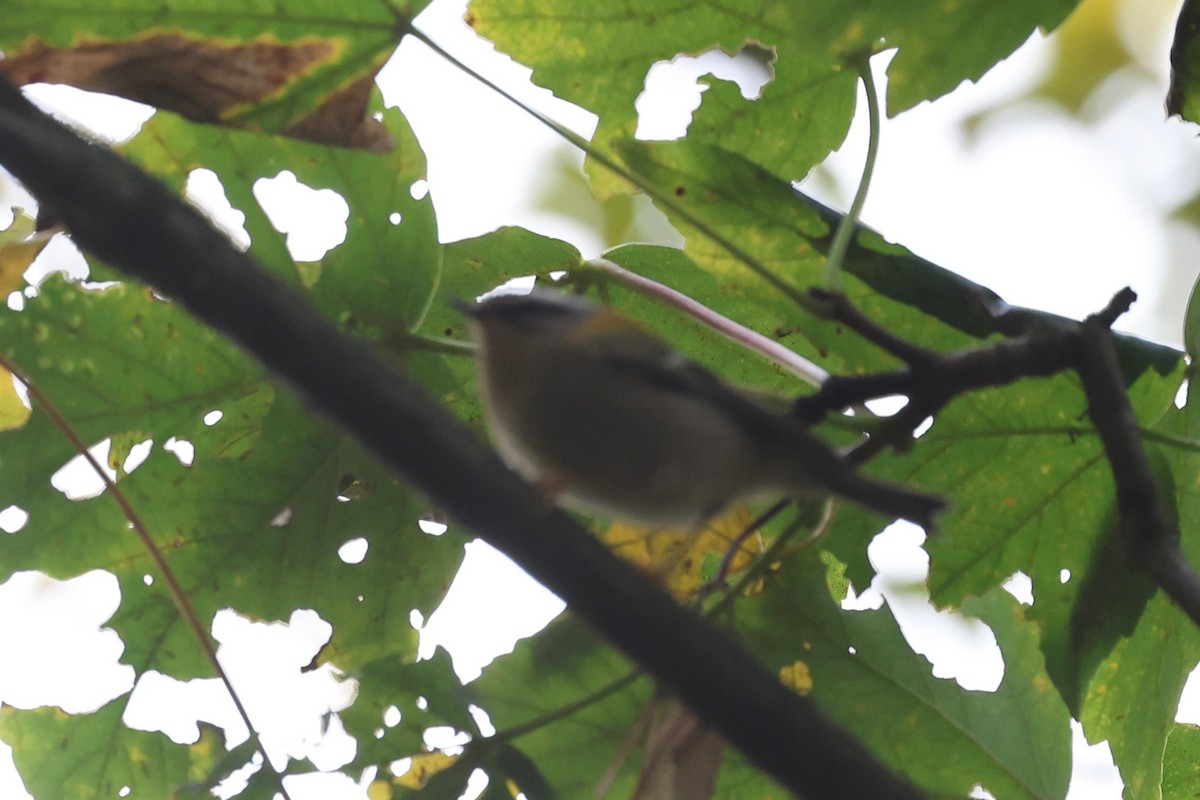 Common Firecrest - ML644075203