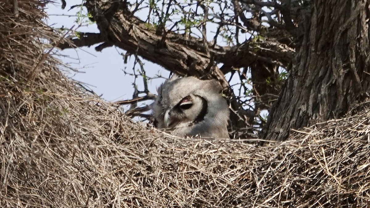 Verreaux's Eagle-Owl - ML644075205