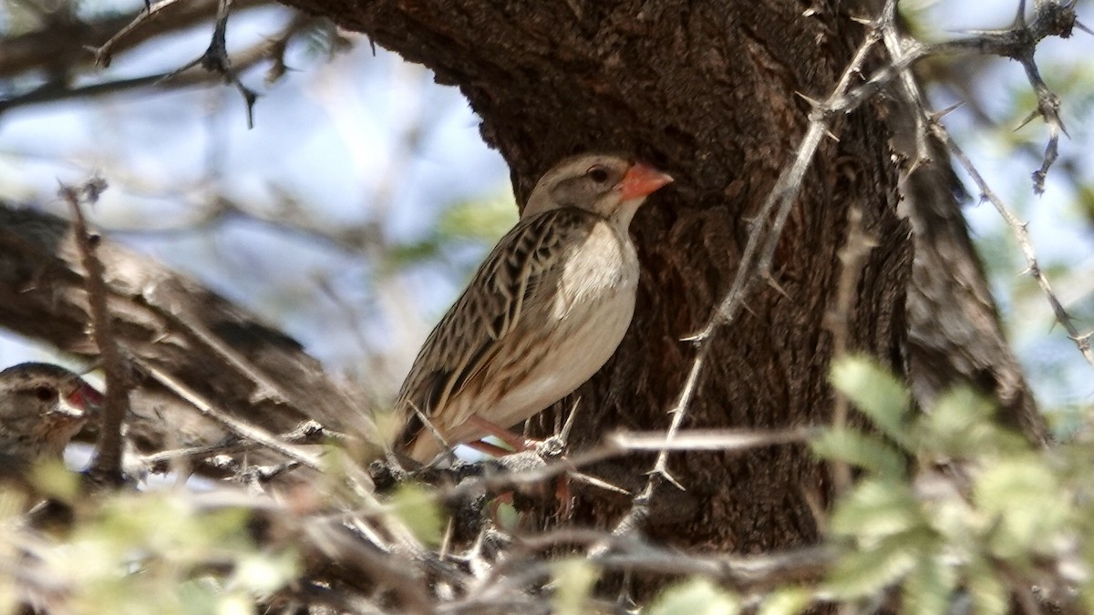 Red-billed Quelea - ML644075206